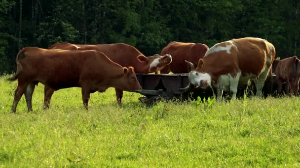 Vacas em torno de um cavado em um pasto, uma floresta no fundo — Vídeo de Stock