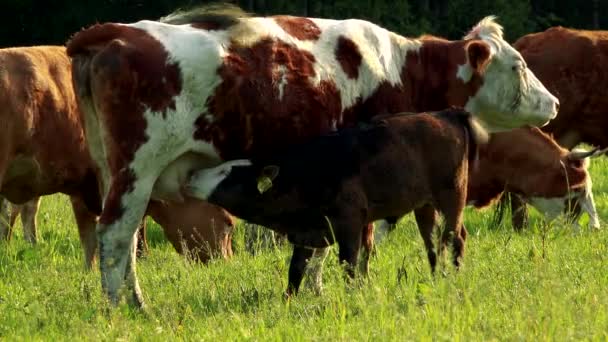 Eine Rinderherde auf einer Weide - ein Kalb trinkt aus dem Euter seiner Mutter — Stockvideo