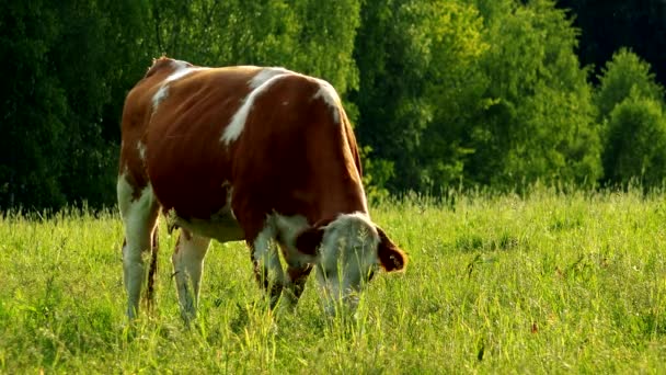 Une vache paître dans un pâturage par une journée ensoleillée, une forêt en arrière-plan 