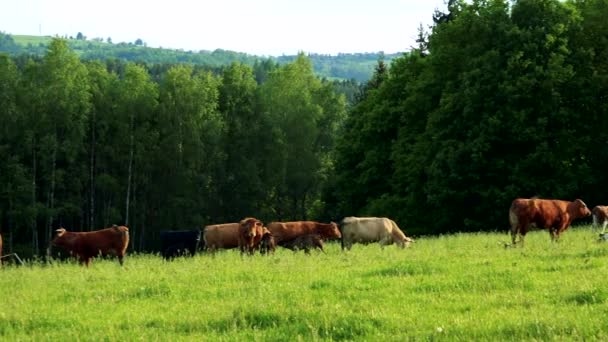 Pasie stada krów w pastwiska w słoneczny dzień, Las w tle — Wideo stockowe