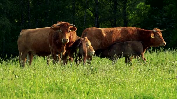 Uma manada de vacas e seus bezerros em um pasto, uma floresta no fundo — Vídeo de Stock