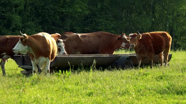 Kor dricker från ett tråg i en betesmark, en skog i bakgrunden — Stockvideo