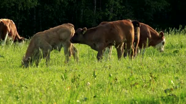 Una manada de vacas pastando en un pasto en un día soleado, un bosque en el fondo — Vídeo de stock