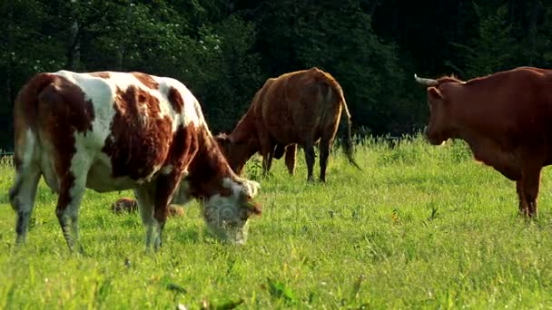 Um rebanho de vacas pastoreia em um pasto em um dia ensolarado, uma floresta no fundo — Vídeo de Stock