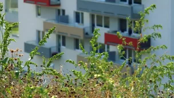 Fönster och färgglada balkonger på ett flerbostadshus i ett tättbebyggt område - suddig, buskar i förgrunden i fokus — Stockvideo
