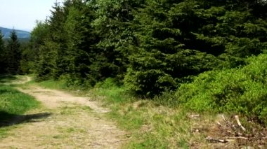 Bir ormandaki dolambaçlı bir yol