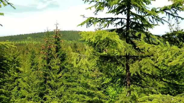 Las copas de los árboles de coníferas - una zona de bosque montañoso y el cielo brillante en el fondo — Vídeos de Stock