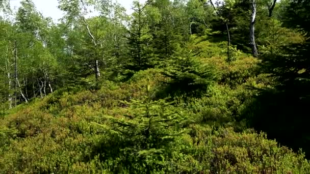 草や木々 の生い茂った小高い丘 — ストック動画