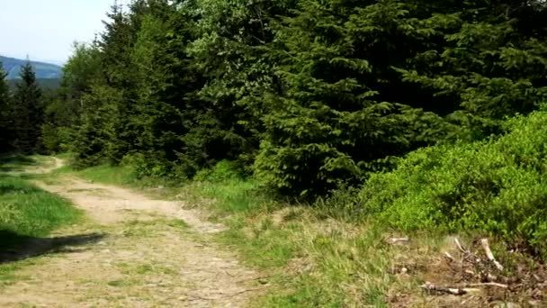 Un camino tortuoso en un bosque — Vídeos de Stock