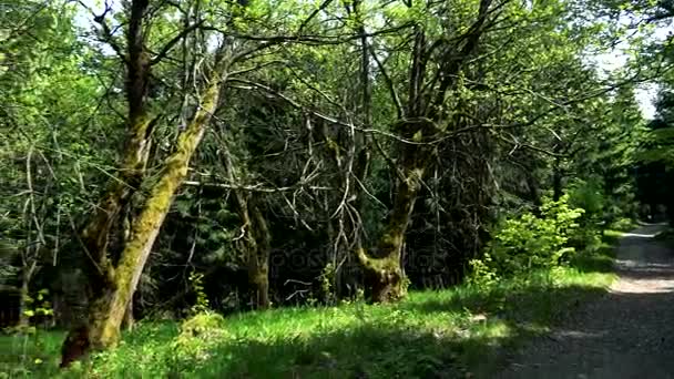 Árboles cerca de un sendero a través de un campo — Vídeos de Stock