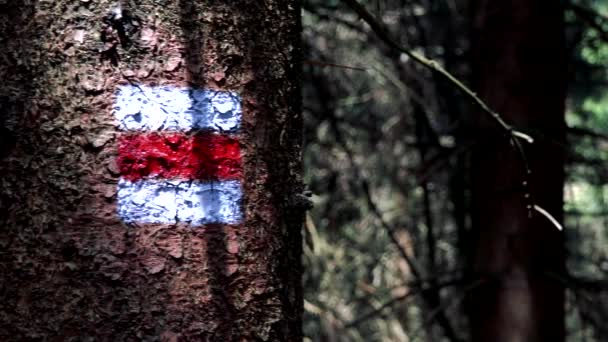Uma trilha vermelha e branca brilhando em uma árvore em uma floresta — Vídeo de Stock