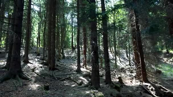 Alberi di conifere in una foresta — Video Stock