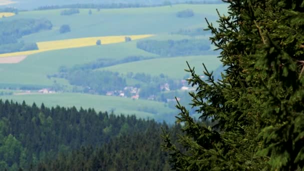 Jehličnaté stromy, rozsáhlé venkovské oblasti v rozmazané pozadí - pohled shora — Stock video