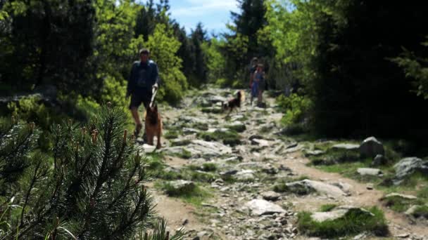 Wandelaars met honden lopen een stenige weg in een landelijke omgeving — Stockvideo