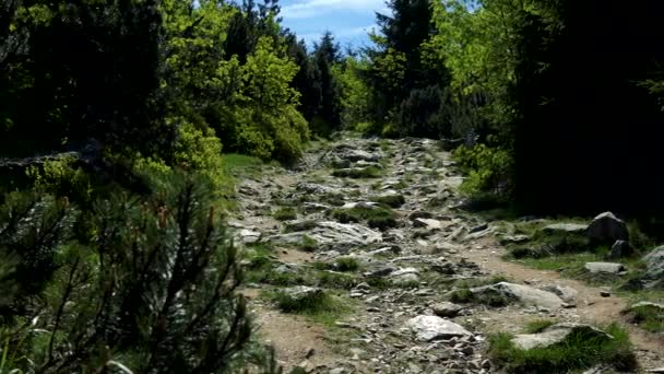 Un sentier pierreux bordé d'arbres dans une zone rurale 