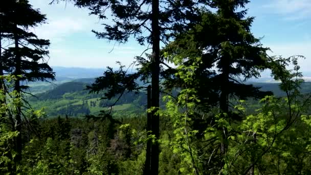 Árboles en una vasta área forestal, un paisaje montañoso y el cielo azul en el fondo — Vídeos de Stock