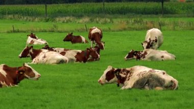 İnekler grazes arazide 