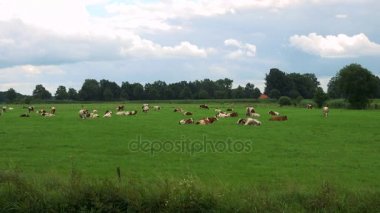 İnekler grazes arazide 