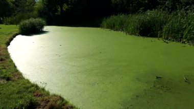 duckweed ile kaplı gölet