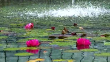 Pembe lotus çiçekleri sway 