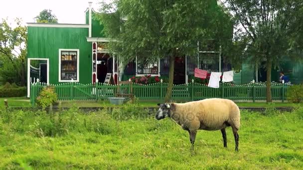 A sheep stands in the middle of a pasture — Stock Video