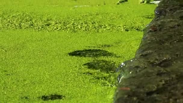 Pond covered with duckweed — Stock Video