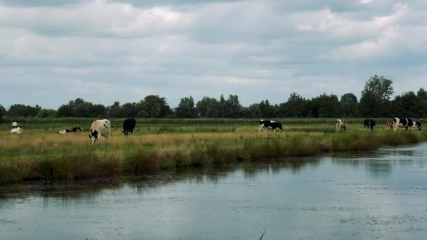 Kudde koeien graast in weiland — Stockvideo