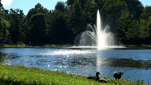 Fontana in stagno a parco — Video Stock