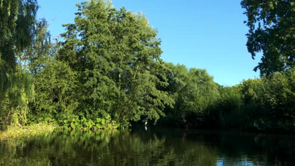 Teich umgeben von Bäumen und Sträuchern — Stockvideo