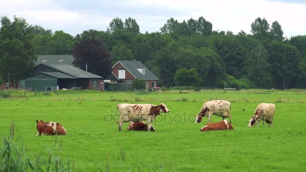 Vacas pastam em pasto — Vídeo de Stock