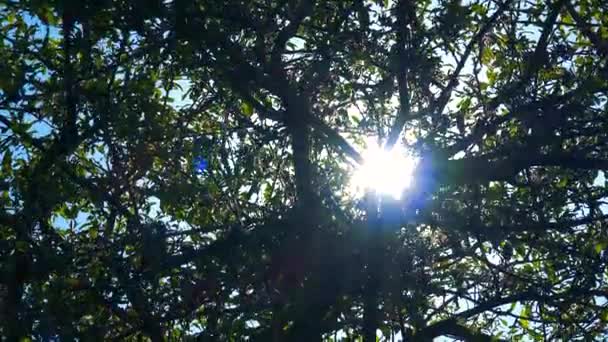 Le soleil brille à travers les couronnes — Video