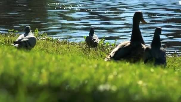 Ducks at bank of pond — Stock Video