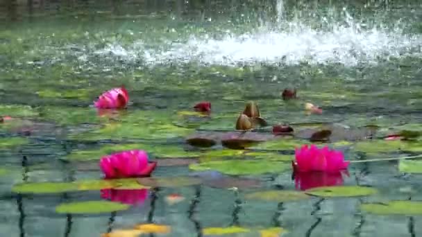 Pink lotus flowers sway — Stock Video