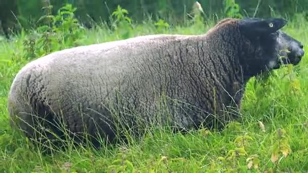 Un mouton se tient au milieu d'un pâturage — Video