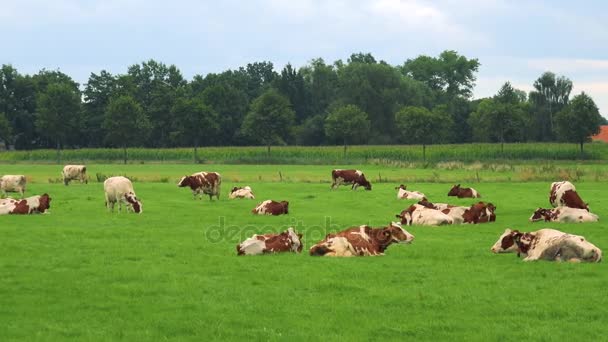 Vacas pastam em pasto — Vídeo de Stock