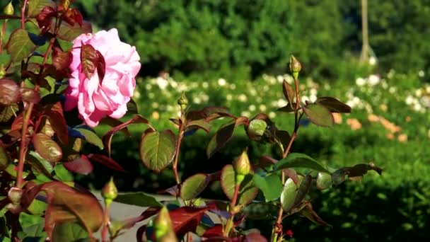 Botanische tuin op zonnige dag — Stockvideo