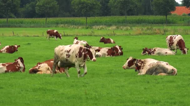 Kühe grasen auf der Weide — Stockvideo