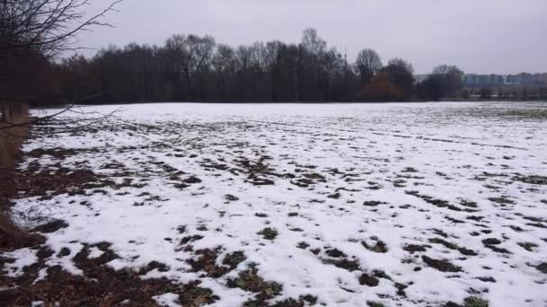 Снежное поле в пасмурный день, лес и город — стоковое видео