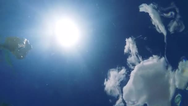 Man dives into the swimming pool — Stock Video