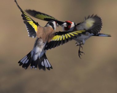 Duel of Goldfinches clipart