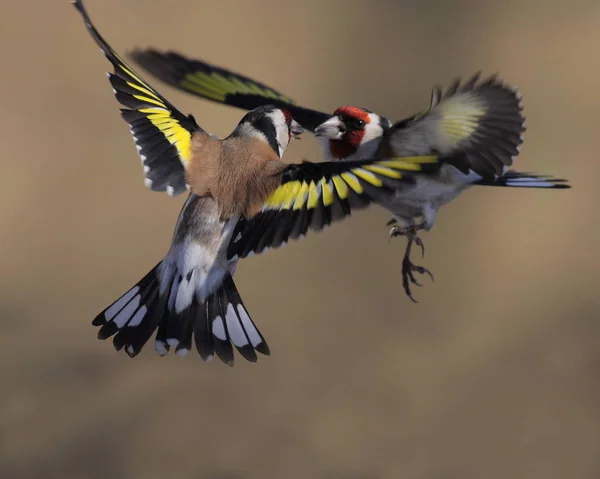 Дуель Goldfinches — стокове фото