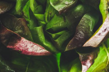 marul veya romano salatası, salata yaprakları (marul çalısı, yeşil ekin yaprakları, vitaminler Roma salatası, Batavia) menü konsepti. Üst Manzara. Boşluğu kopyala