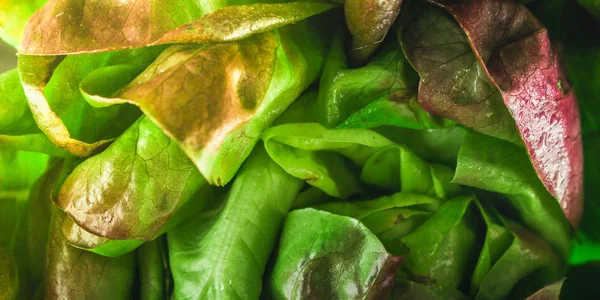 lettuce or romano salad, salad leaves(lettuce bush, green crop petals, vitamins Roman salad, Batavia) menu concept.food background. top view. copy space