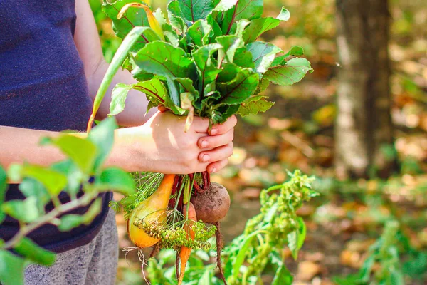 Świeże Warzywa Rękach Zbiory Organiczne Cebula Czosnek Buraki Marchew Koper — Zdjęcie stockowe