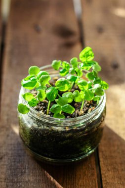 Fesleğen, taze yeşillik filizleri, mikro yeşil menü konsepti. Yemek geçmişi. text keto ya da paleo diyetleri için üst görünüm kopyalama alanı