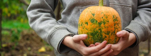 Pumpa Mogen Och Färsk Frukt Skörd Hälsosam Kost Meny Koncept — Stockfoto