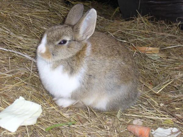 Rabbit Bunny Rabbit Grey Live Rabbit — Stock Photo, Image