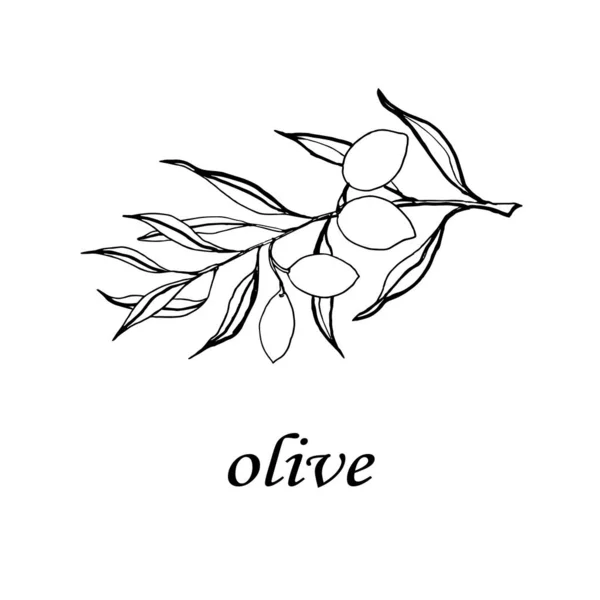 Olive Tree Vector Style Isolated Black White Engraved Ink Art — Stock Vector