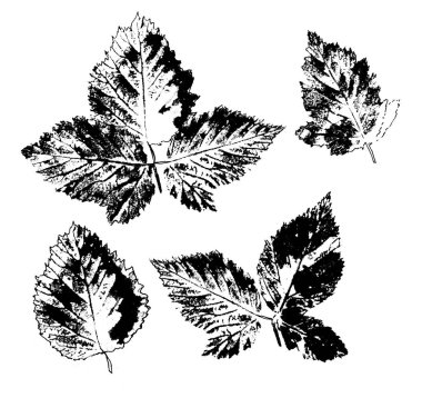 Böğürtlen yapraklarıyla kaplı. Beyaz üzerinde izole nesneler, beyaz resimde siyah vektör.