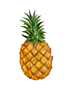ananas tropikal meyveler, suluboya resimleme beyaz arka planda izole